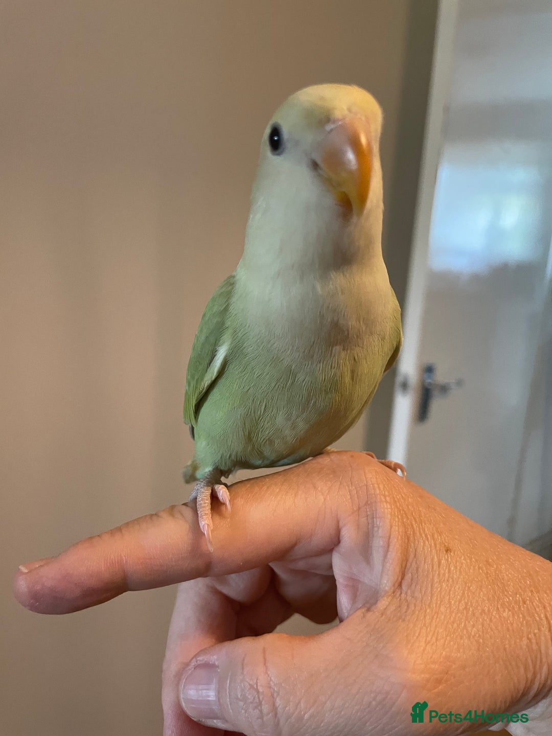 Lovebirds birds for sale: Beautiful hand reared baby lovebird  - Image 9