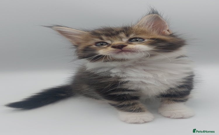 Maine Coon cats - Advert 1
