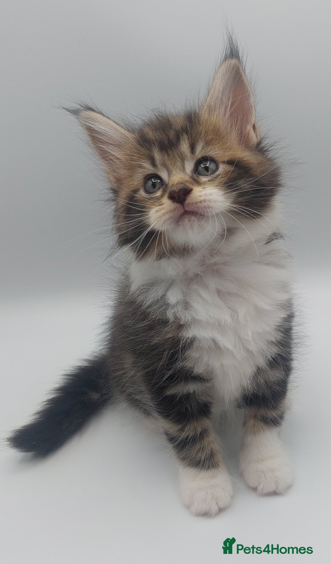 Maine Coon cats for sale: Full pedigree Maine coon  - Image 1