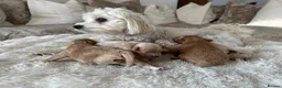 Maltipoo dogs for sale: ✨ HEALTH TESTED PARENTS ✨KC 👑 MALTIPOOS 👑 - Advert 1