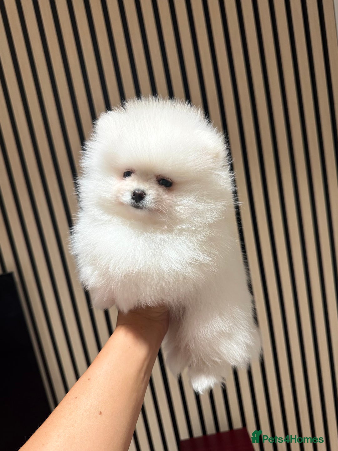 Pomeranian dogs for sale: Boy left! High quality KC reg from imported lines - Image 2