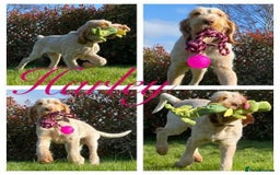 Italian Spinone dogs for sale: ITALIAN SPINONE WAITING LIST OPEN -DUE OCT - Image 32