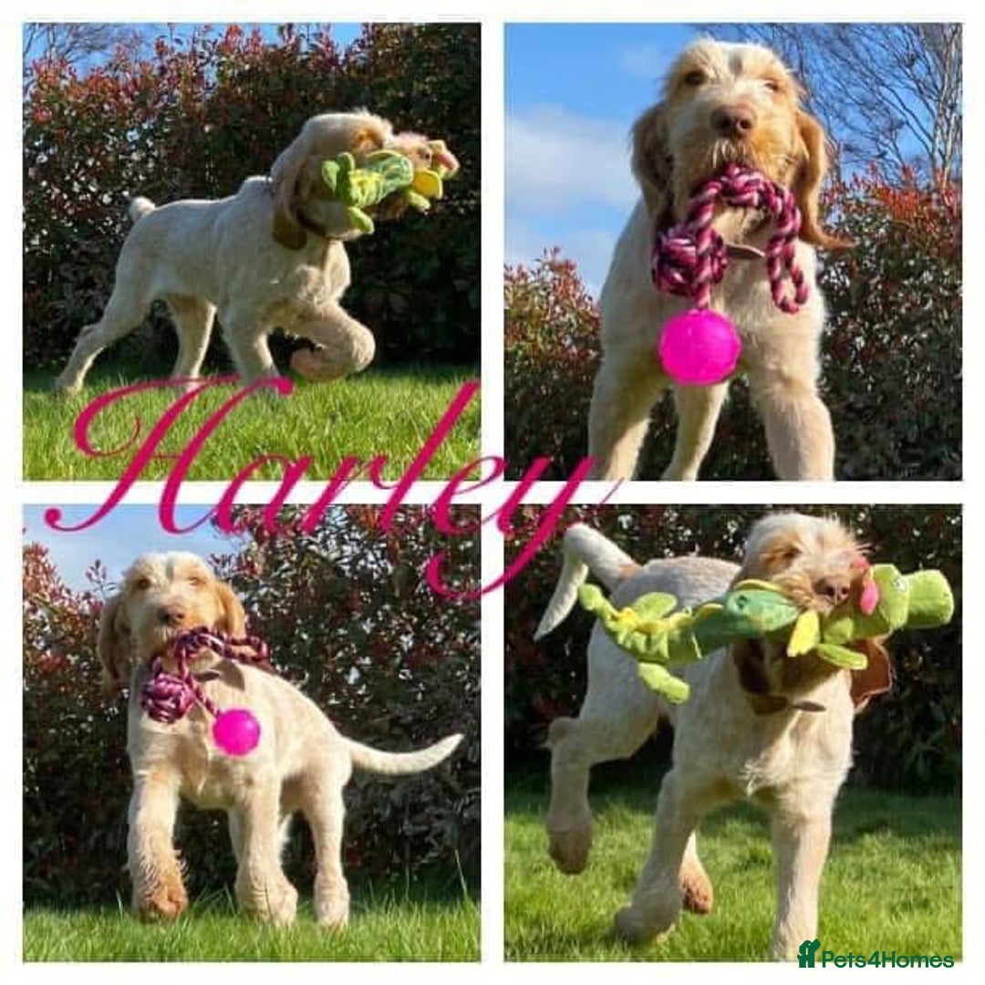 Italian Spinone dogs for sale: ITALIAN SPINONE WAITING LIST OPEN -DUE OCT - Image 32