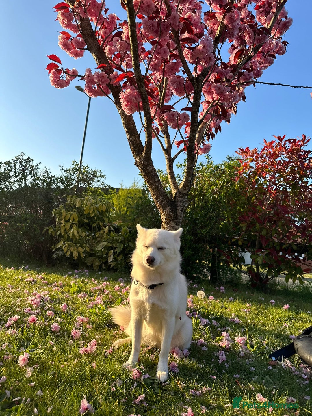 Pomsky dogs for sale: Vergil - Image 15