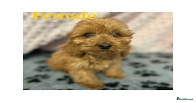 Cockapoo dogs - Advert 6