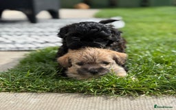 Yorkshire Terrier dogs for sale: Yorkies  - Image 10