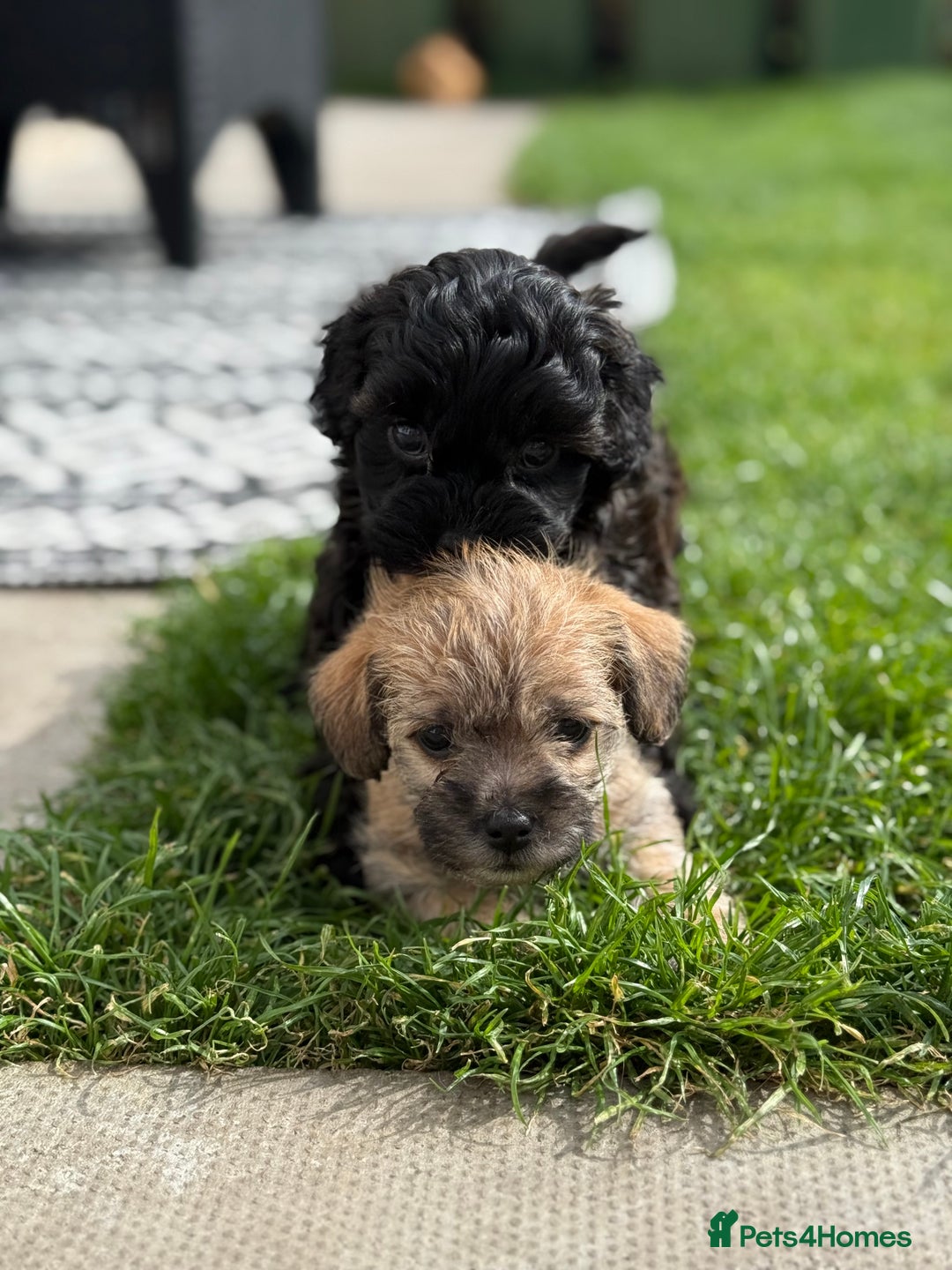 Yorkshire Terrier dogs for sale: Yorkies  - Image 10