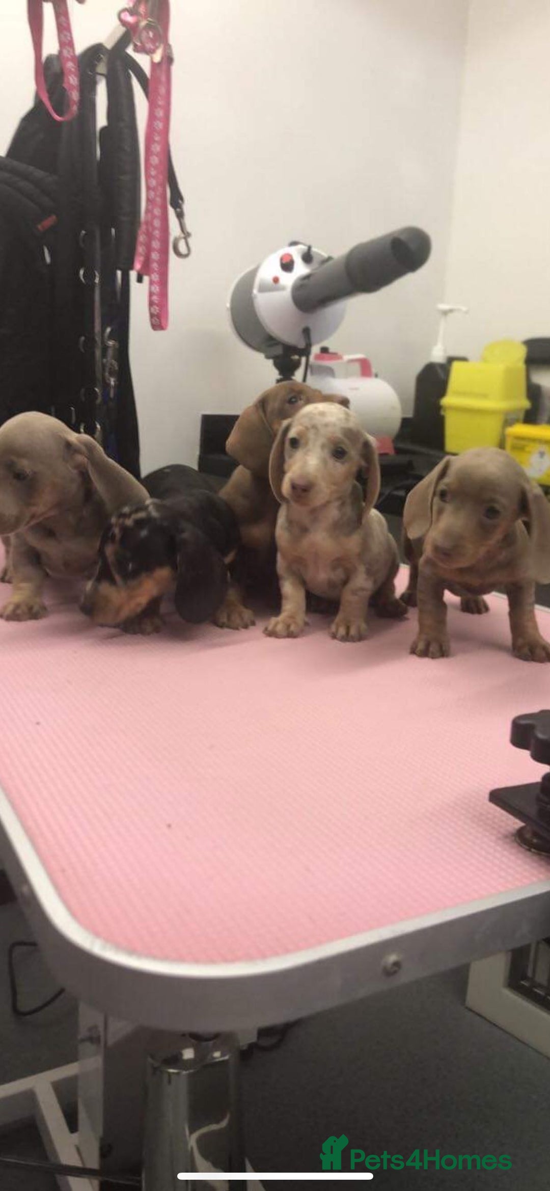 Miniature Dachshund dogs for sale: Miniature dachshund  - Image 4