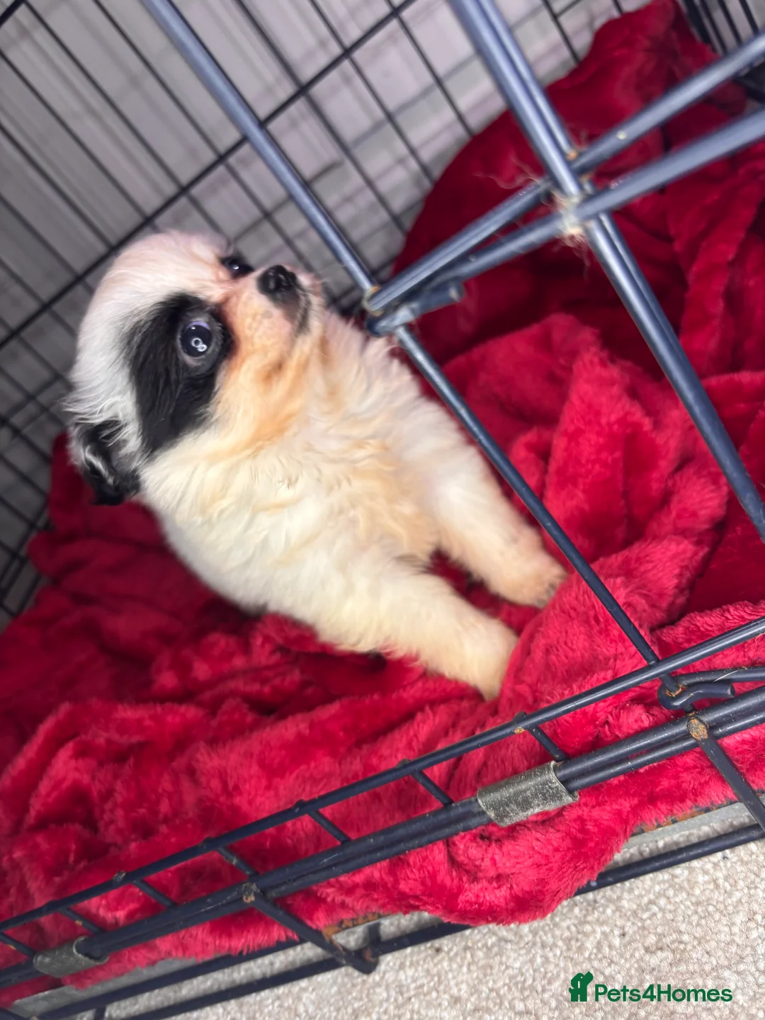 Pomchi dogs for sale: Pomchi puppy’s  - Advert 11