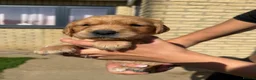 Golden Retriever dogs for sale: Dark Working retriever puppies  - Advert 3