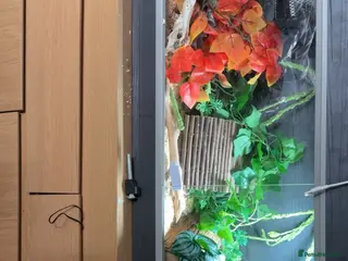 Corn Snake reptiles Corn snake. - Advert 21