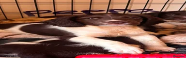 English Springer Spaniel 3