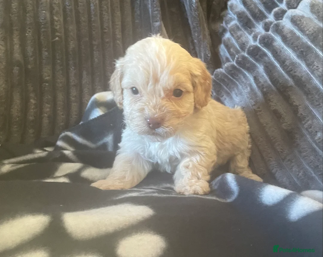 Cockapoo dogs for sale: Toy cockapoo puppies  - Advert 14