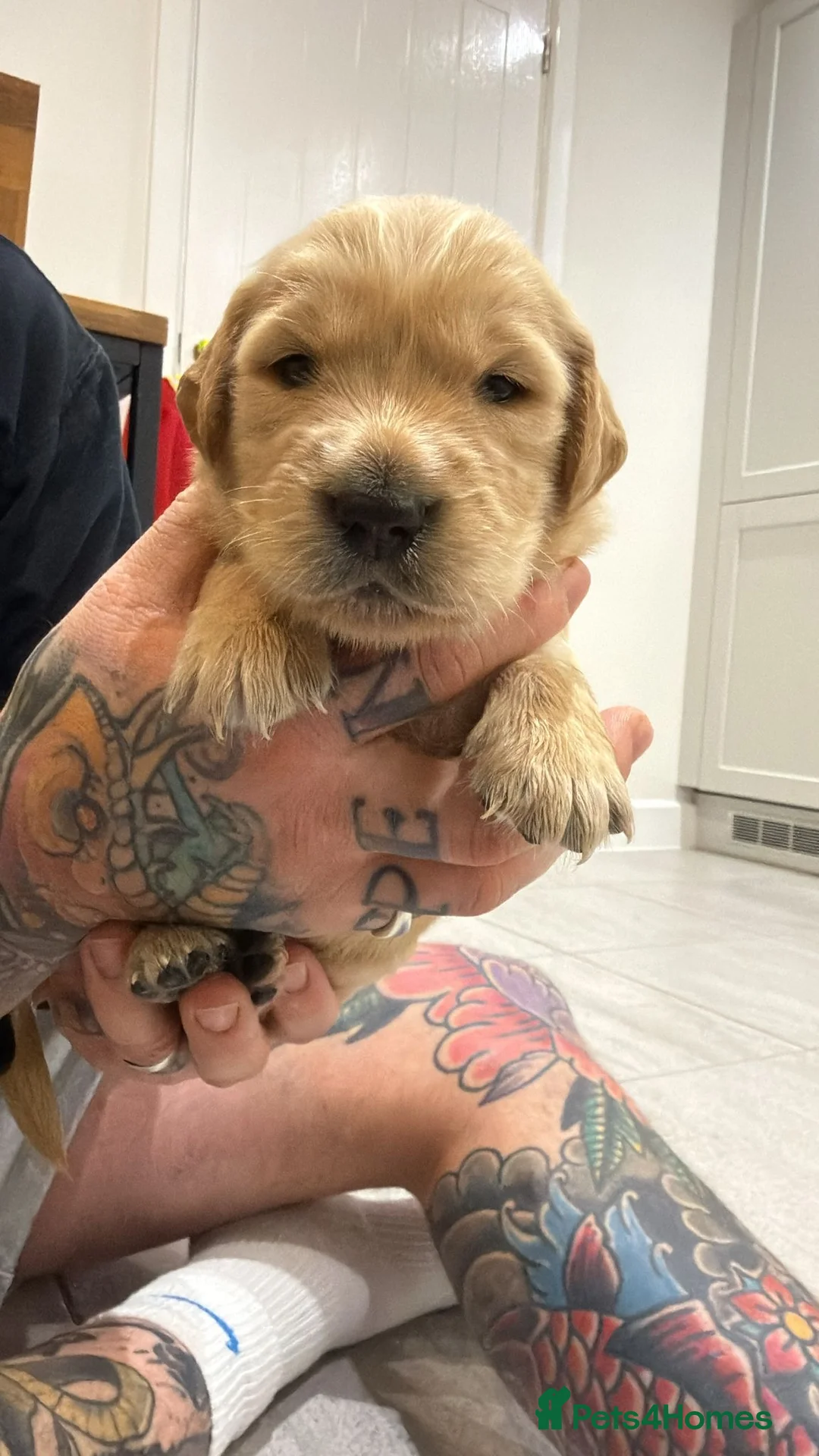 Goldador dogs for sale: Exceptional Goldadoor puppies! - Advert 9