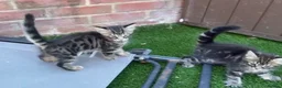 Bengal cats for sale: Bengal X Maine Coon Kittens  in Lyme Regis - Advert 25