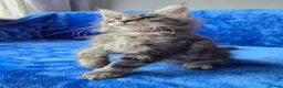 Maine Coon cats for sale: GCCF-registered Maine Coon kittens. - Advert 15