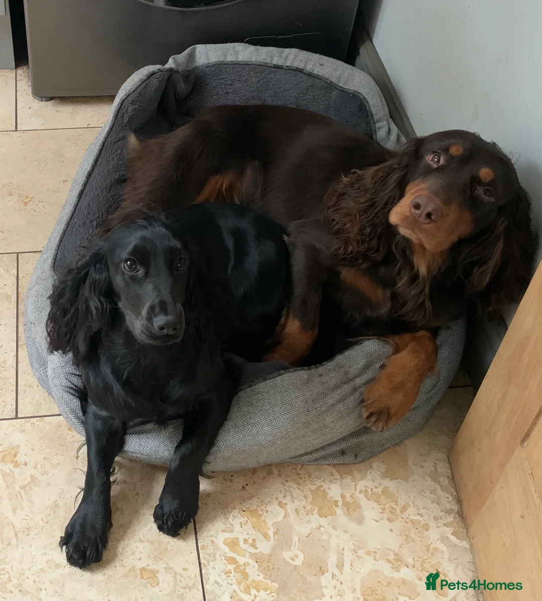 Cocker Spaniel dogs for stud: Proven Stud - Working Cocker Spaniel in Middlewich - Advert 20