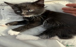 Mixed Breed cats for sale: Litter of Kittens For Sale - only 1 Male left in Dunstable - Image 34