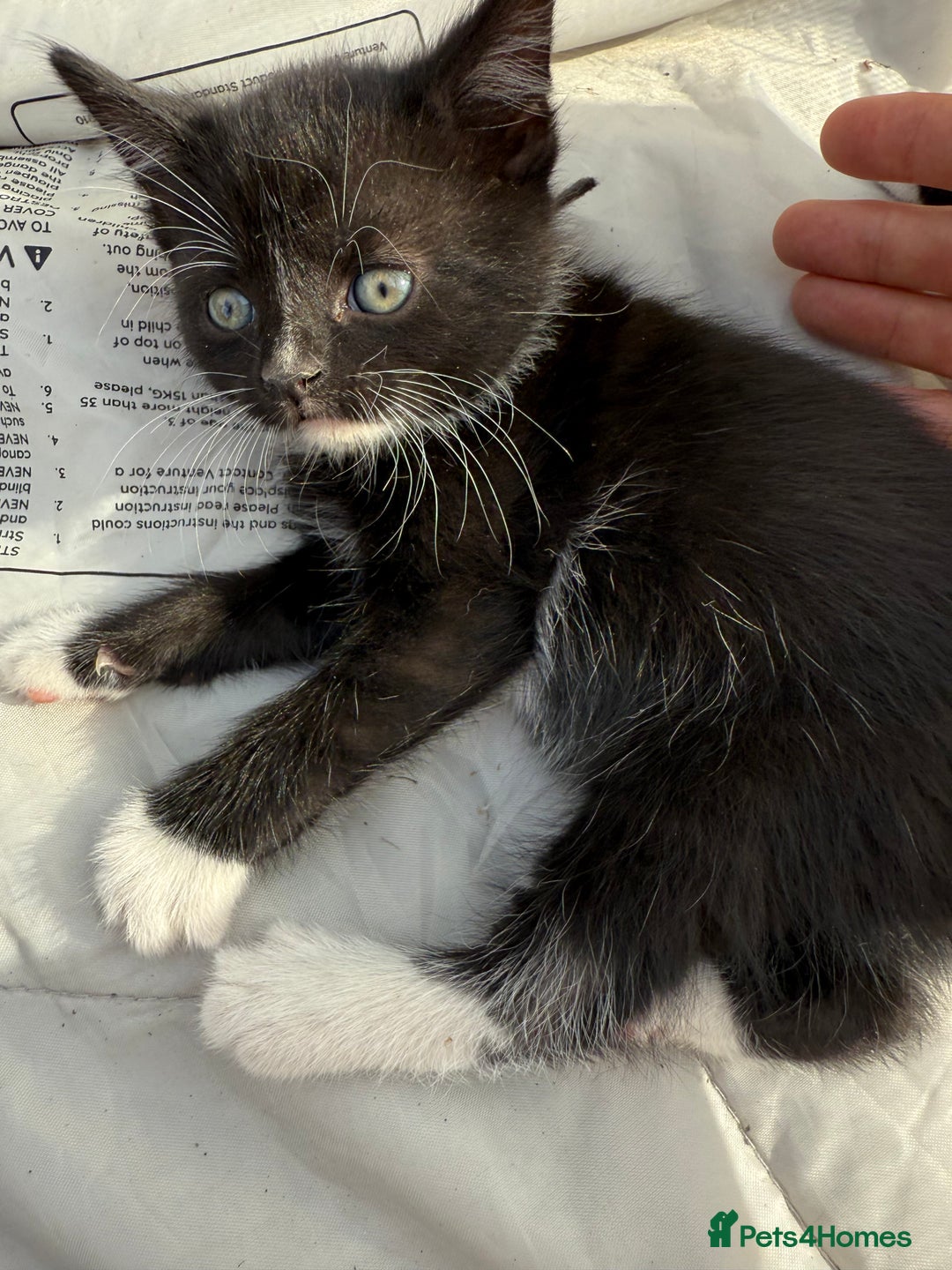 Mixed Breed cats for sale: Litter of Kittens For Sale - only 1 Male left in Dunstable - Image 34