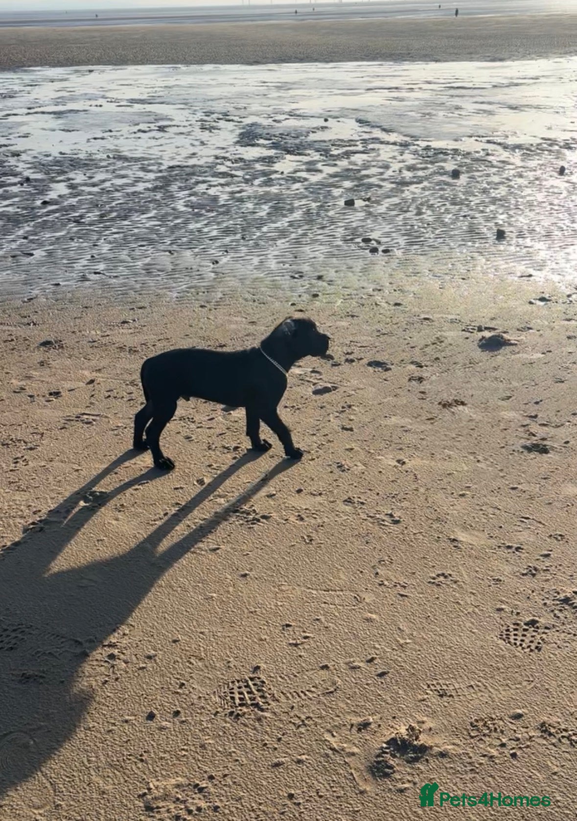 Cane Corso dogs Purebred Cane Corso puppy, Last one left🐾 - Advert 1