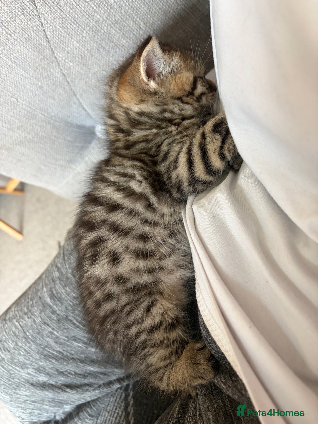 British Shorthair cats for sale: One little BSH X boy available.  - Image 4