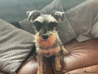 Miniature Schnauzer dogs Miniature schnauzer puppies - Advert 1