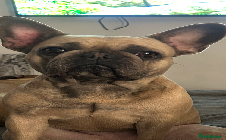 French Bulldog dogs - Advert 1