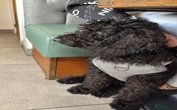 Cockapoo dogs for sale: 4 1/2 month cockapoo looking for his forever home - Image 2