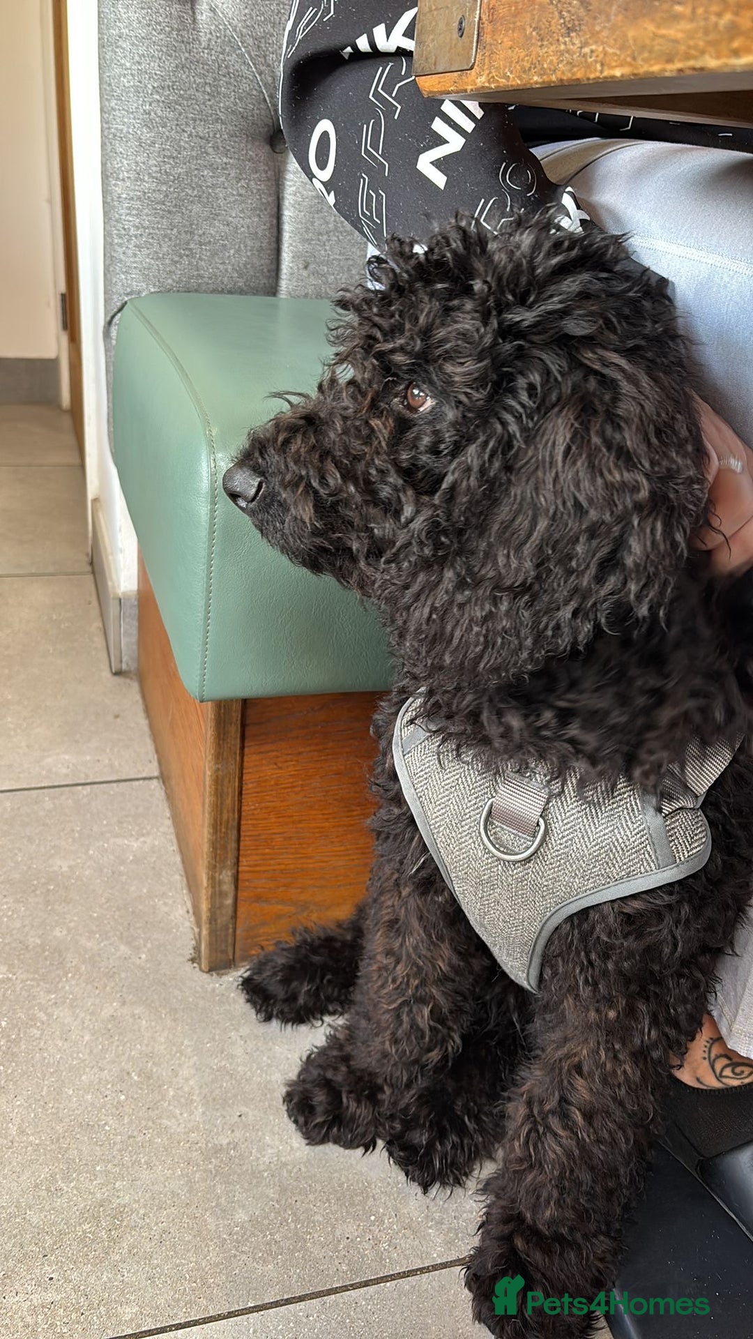 Cockapoo dogs for sale: 4 1/2 month cockapoo looking for his forever home - Image 2