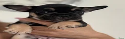 French Bulldog dogs for sale: Outstanding French Bulldog puppies  - Advert 30