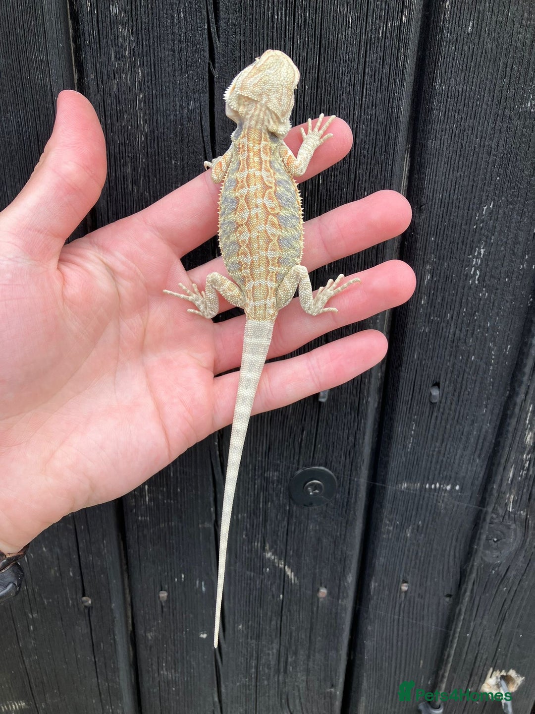 Bearded Dragon reptiles for sale: Bearded Dragons - stunning babies  - Image 2