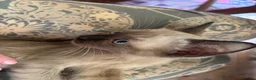 Tonkinese cats for sale: Exquisite Tonkdolls - Advert 21