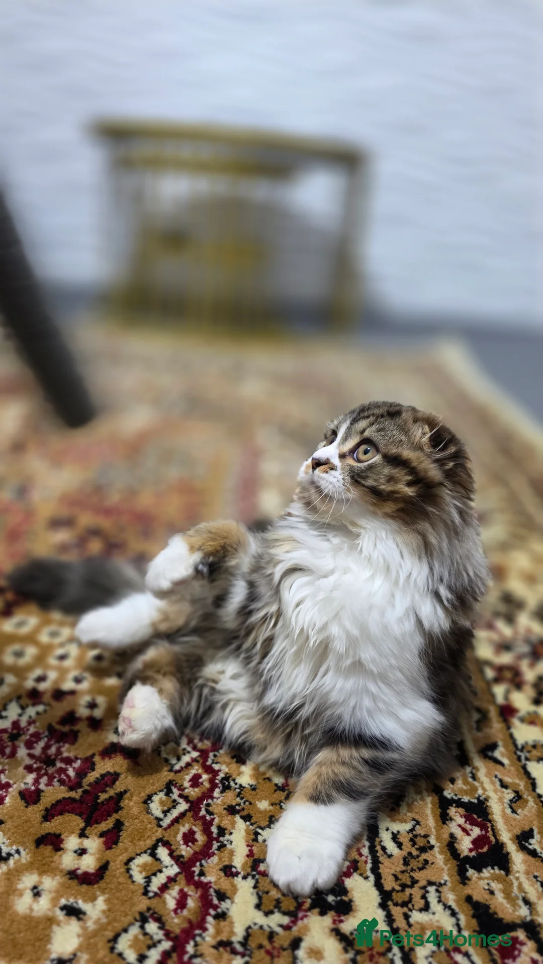 Mixed Breed cats for sale: Scottishfold longhair Maine coon kitte in Leeds - Advert 2
