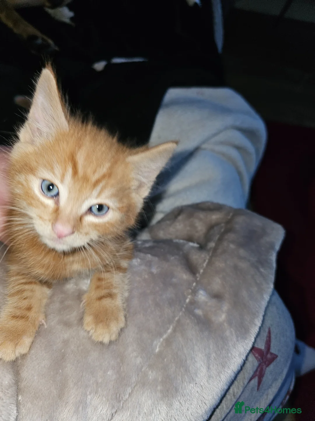Mixed Breed cats for sale: Ginger male kitten for sale - Advert 2