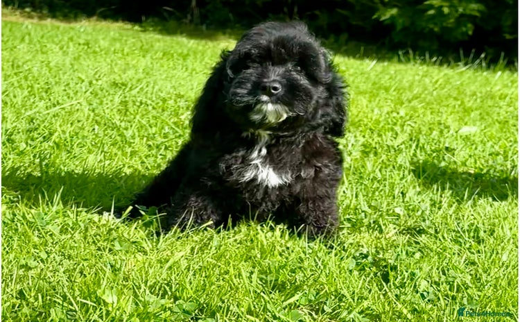 Cavapoo dogs - Advert 6