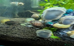 Snails fish for sale: 1 x Mystery snails (mix colors) £5 each  in Hinckley - Image 2