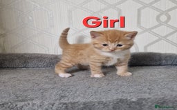 British Shorthair cats for sale: Gorgeous British Shorthair Kittens for SALE - Image 8