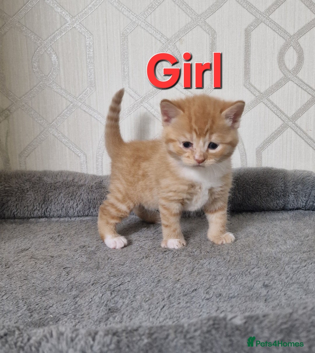 British Shorthair cats for sale: Gorgeous British Shorthair Kittens for SALE - Image 8