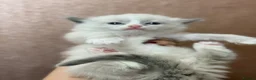 Ragdoll cats for sale: Beautiful Ragdoll kittens  - Advert 4