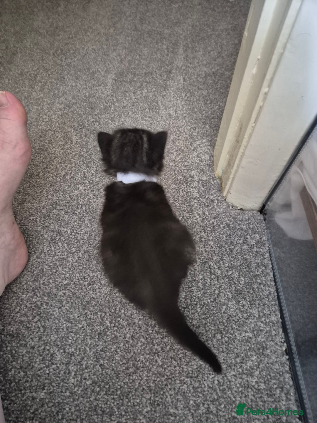 Mixed Breed cats for sale: 6 Beautiful kittens  - Image 13
