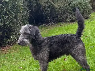 Bedlington Terrier dogs Bedlington Terrier - Advert 1