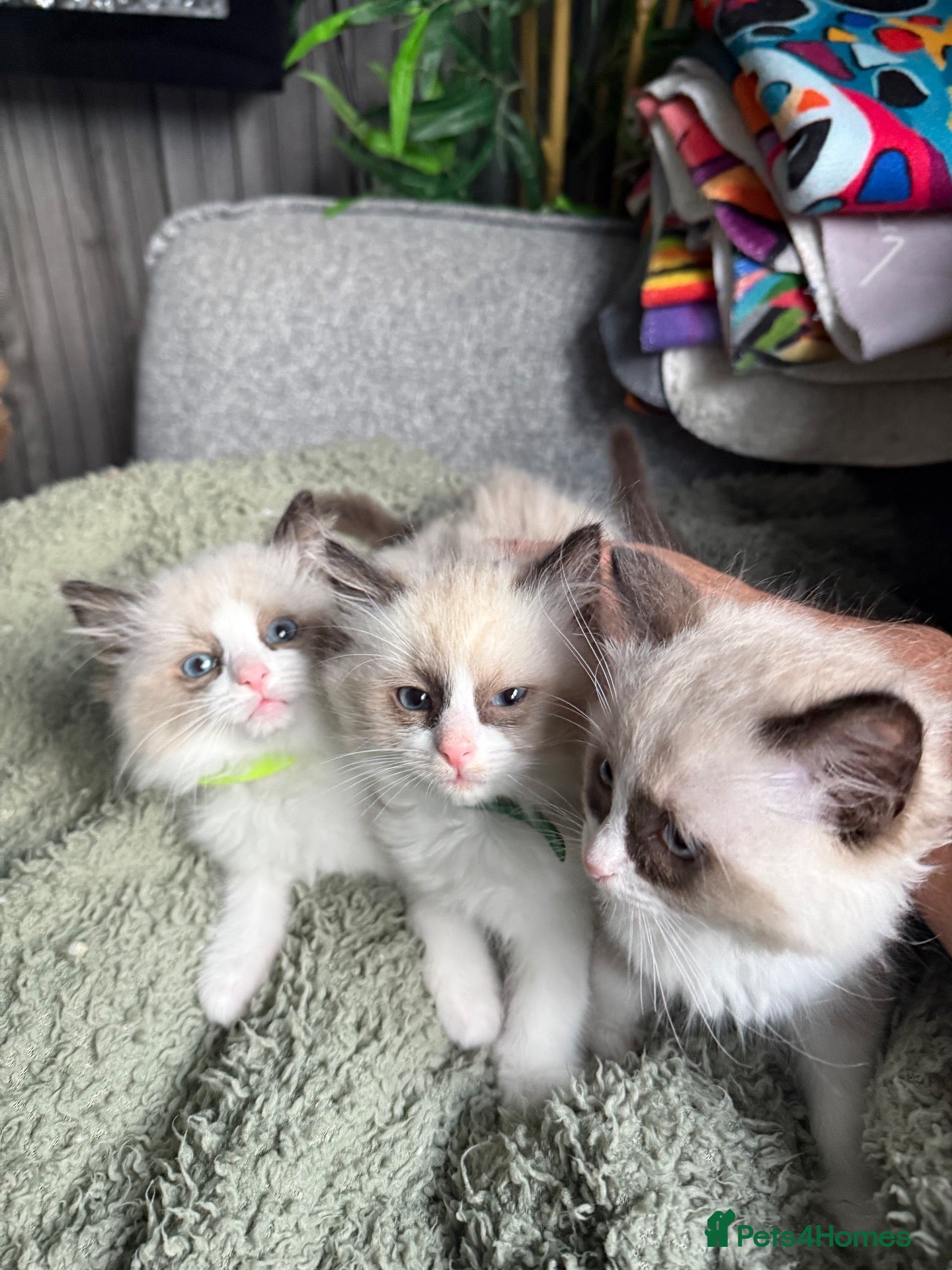 Ragdoll cats Ragdoll kittens  - Advert 11