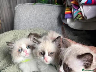 Ragdoll cats Ragdoll kittens - Advert 11