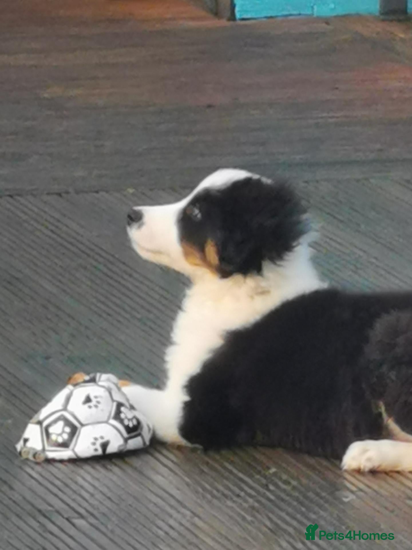 Mixed Breed dogs Beautiful Bordernese  - Advert 2