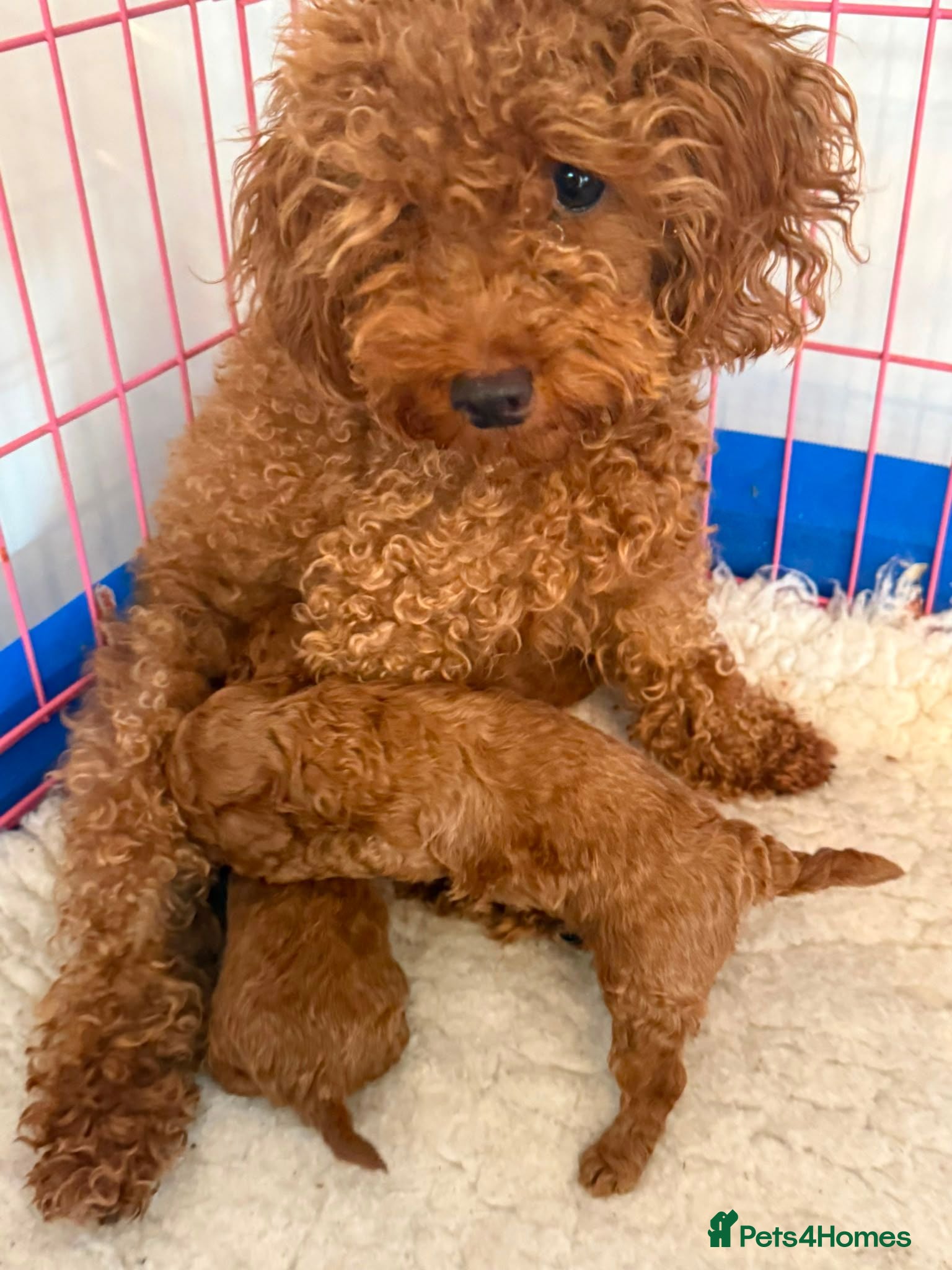 Toy Poodle dogs Beautiful Dark Red Toy Poodle Puppies - Advert 3