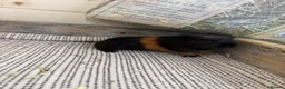 Guinea Pig rodents for sale: Baby Guinea Pigs  - Advert 7