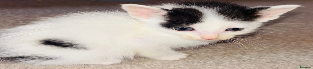 Mixed Breed Kitten 3