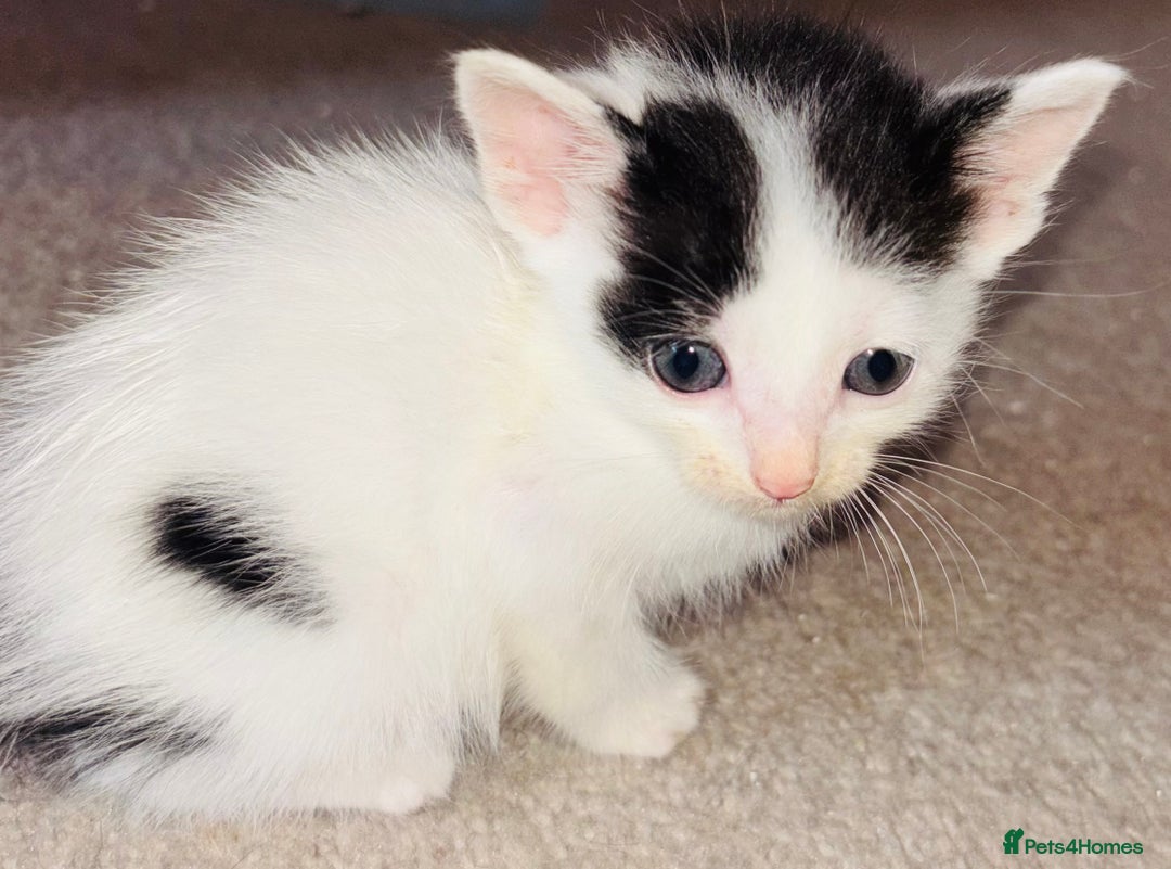 Mixed Breed cats for sale:  Beautiful Kittens For Sale !!! - Image 4