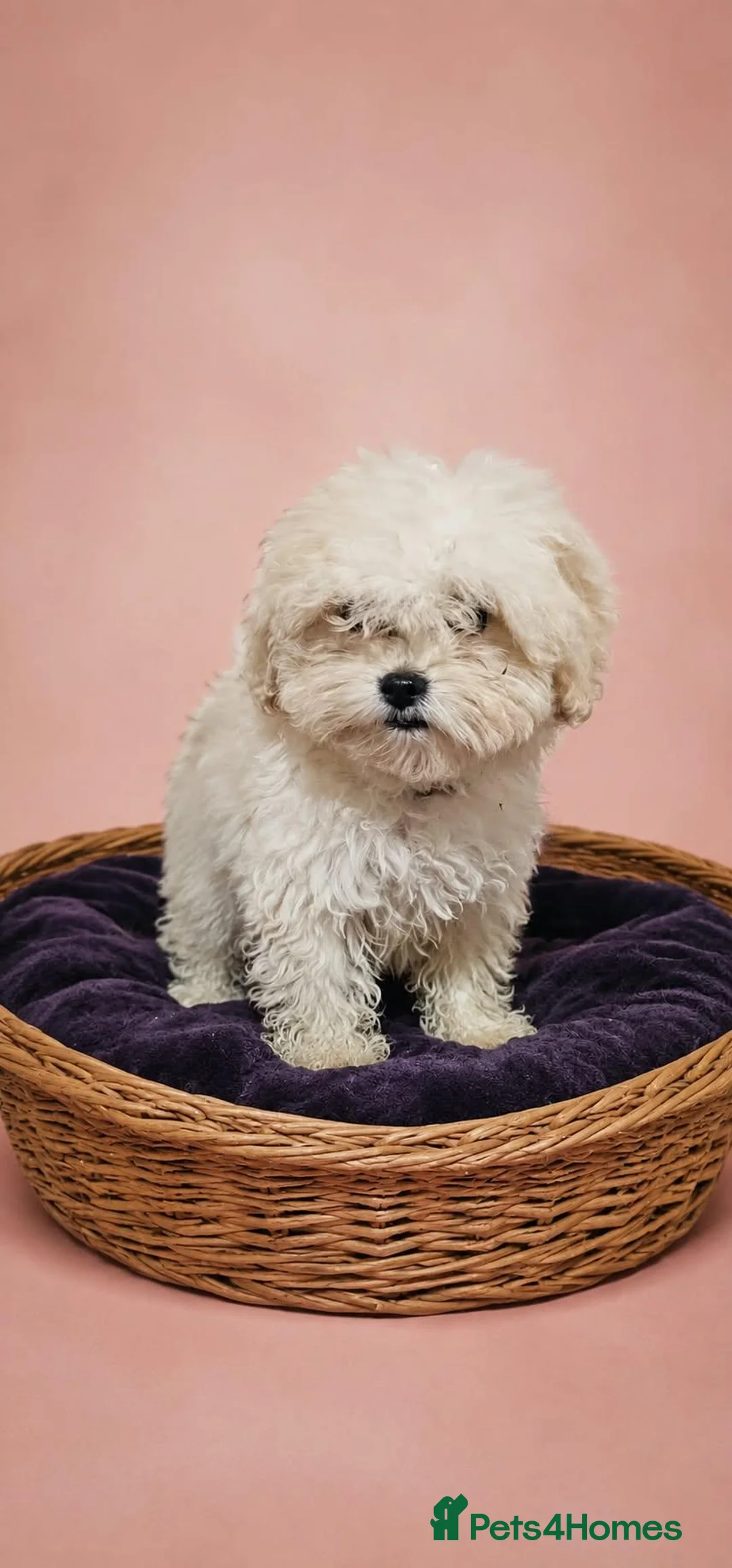 Maltipoo dogs for sale: Health tested parents Maltipoo puppies - Advert 2