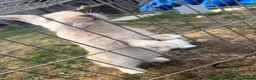 Continental Giant rabbits for sale: 3 x Continental rabbits  - Advert 1